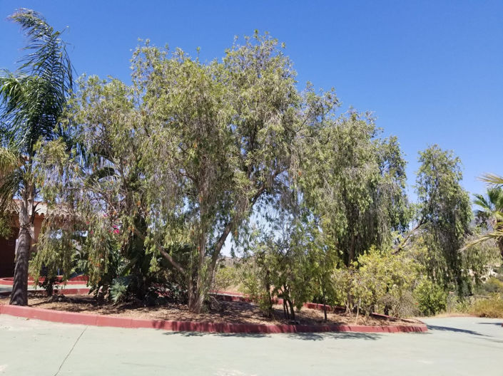 Image No.39-4 Bed Finca for sale