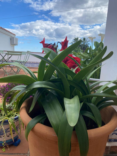 Image No.32-Villa de 4 chambres à vendre à Estepona