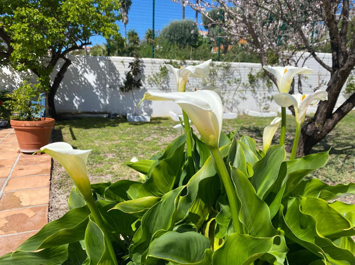 Image No.41-Villa de 4 chambres à vendre à Estepona