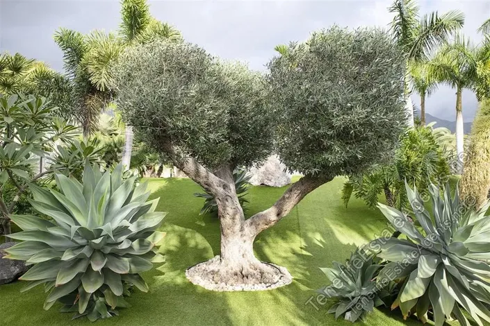 Image No.22-Villa de 5 chambres à vendre à Adeje