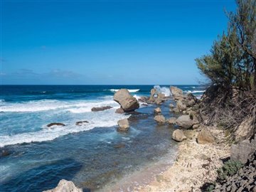 atlantic-rose-11