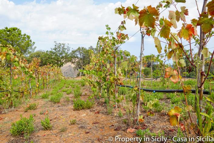 Image No.33-Maison de campagne de 2 chambres à vendre à Gratteri