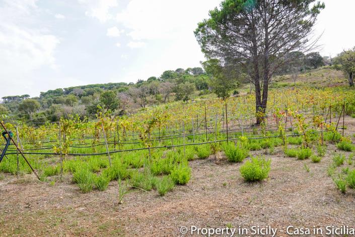 Image No.34-Maison de campagne de 2 chambres à vendre à Gratteri