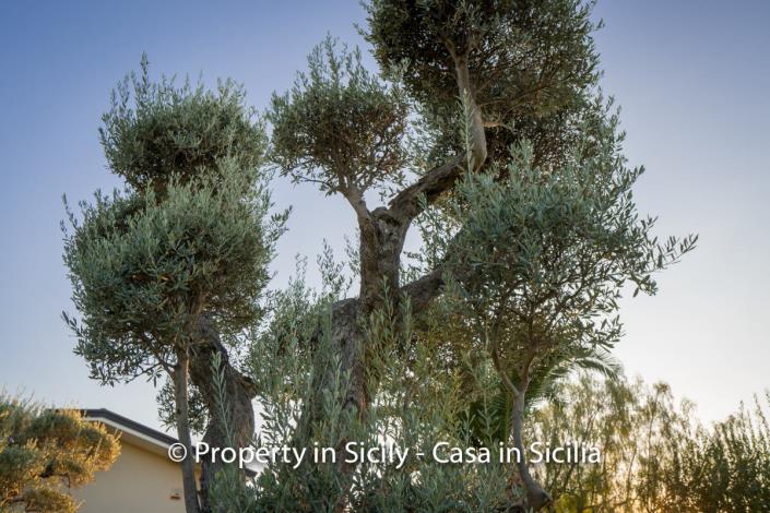 Image No.4-Villa de 3 chambres à vendre à Sant'Agata di Militello