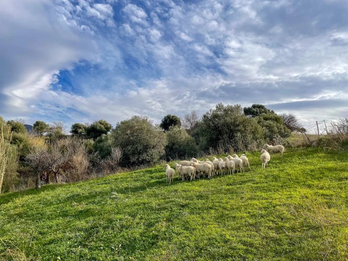 Image No.6-Land for sale