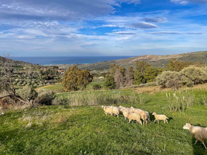 Image No.7-Land for sale