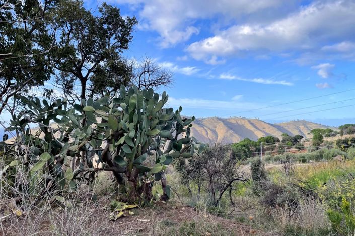 Image No.8-Terre à vendre à Lascari