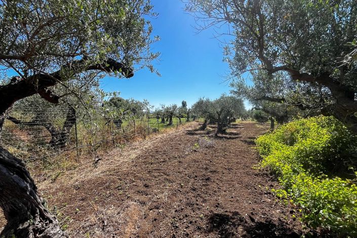 Image No.5-Appartement de 1 chambre à vendre à Castelvetrano