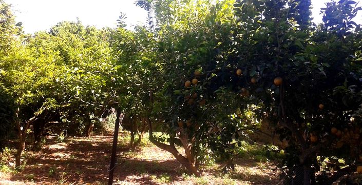 Image No.15-4 Bed Country House for sale