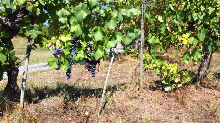 Image No.26-15 Bed Country House for sale