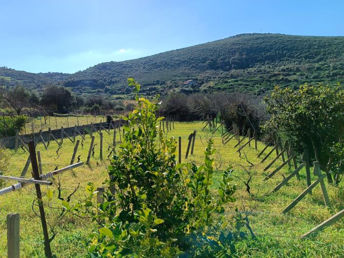 Image No.9-1 Bed House for sale