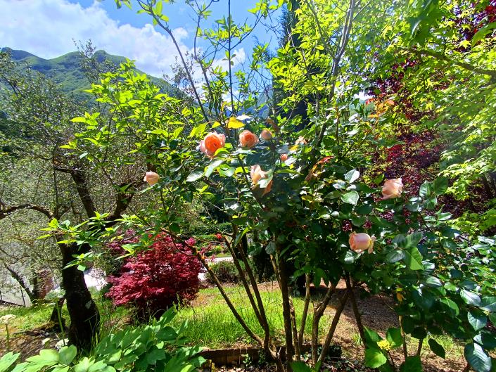 Image No.23-Maison / Villa de 3 chambres à vendre à Fivizzano