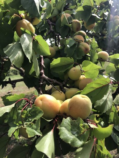 Image No.4-5 Bed House for sale