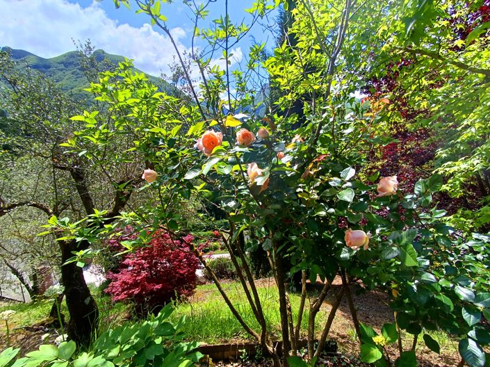 Image No.23-Maison de 3 chambres à vendre à Fivizzano