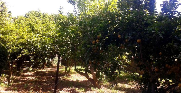 Image No.15-4 Bed Country House for sale