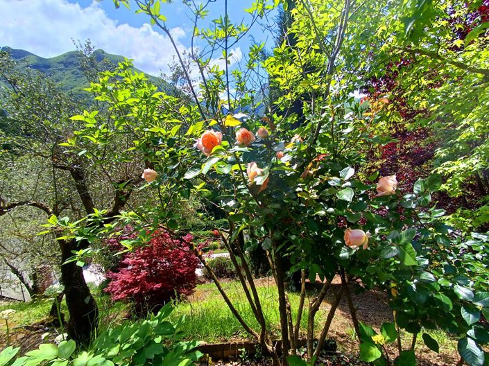 Image No.16-Maison de 3 chambres à vendre à Fivizzano