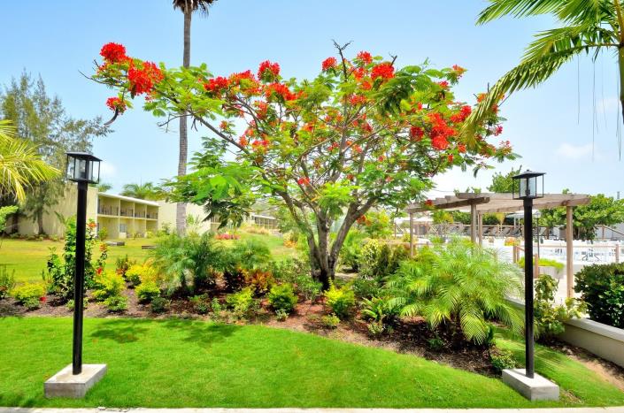 Image No.16-Studio à vendre à Saint Kitts