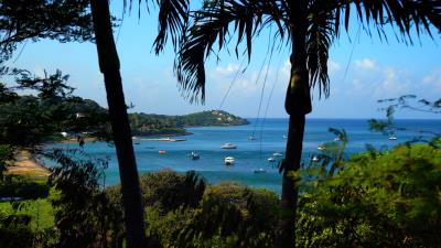 Palm-tree-view