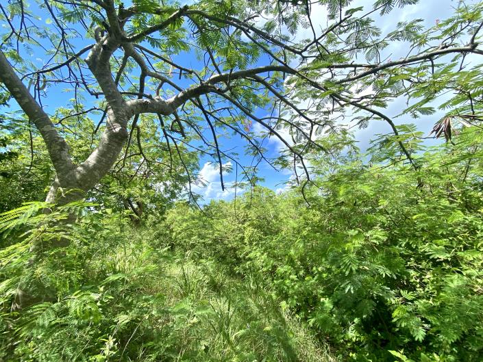 Image No.2-Terre à vendre à Nevis