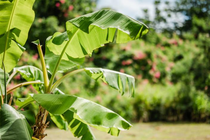 Image No.23-6 Bed Country Property for sale