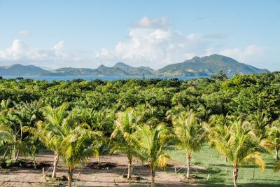 2025_11_28_StKittsNevisRealty_GoneNuts_WebReady-71