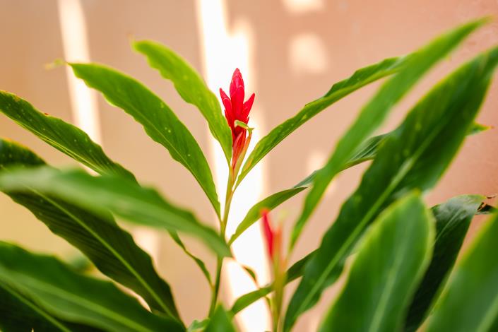 Image No.31-Villa / Détaché de 2 chambres à vendre à Nevis