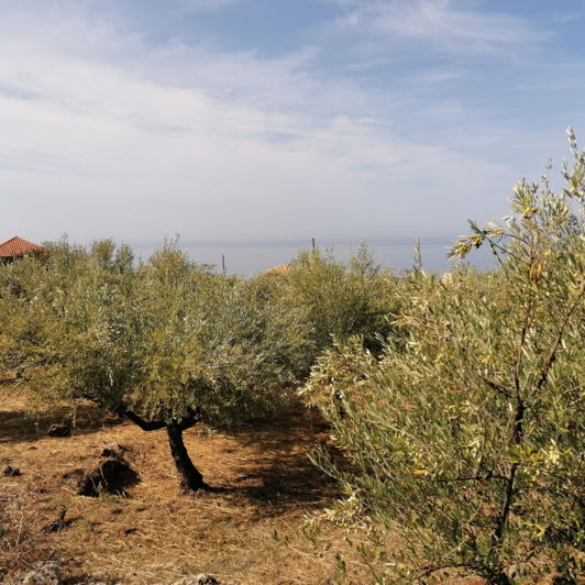 Image No.2-Terrain à vendre à Kardamyli