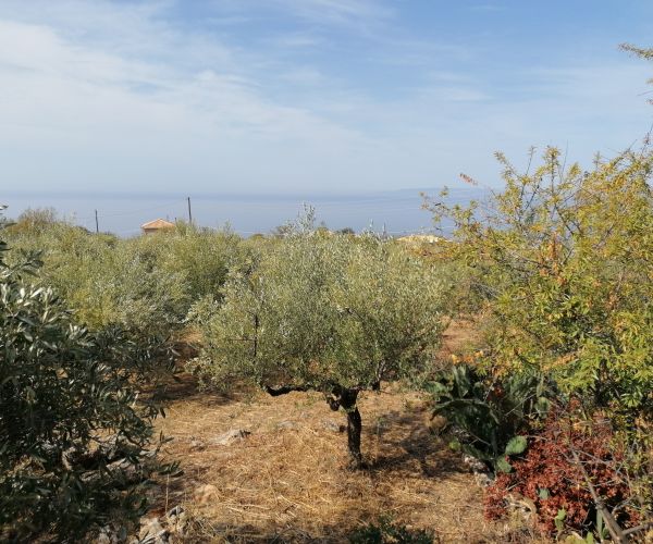 Image No.6-Terrain à vendre à Kardamyli