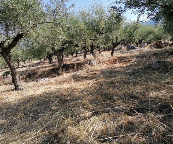 Image No.7-Terrain à vendre à Kardamyli