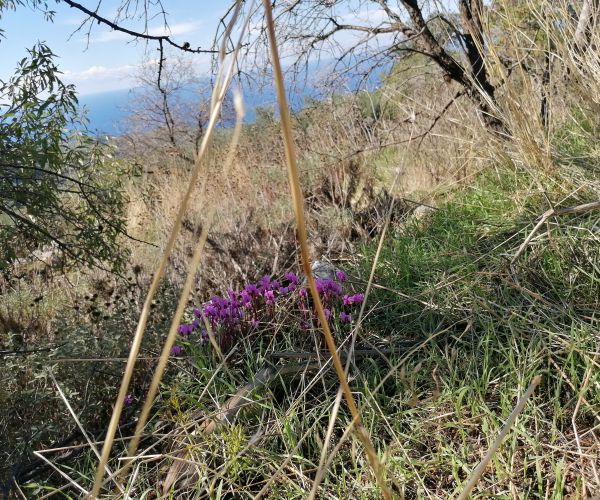 Image No.27-Maison de 3 chambres à vendre à Kardamyli