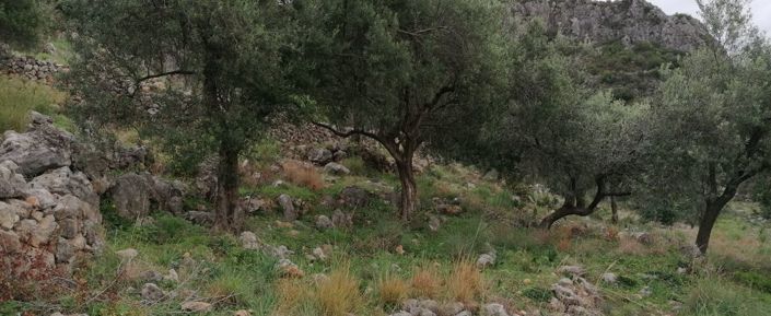 Image No.3-Terrain à vendre à Kardamyli