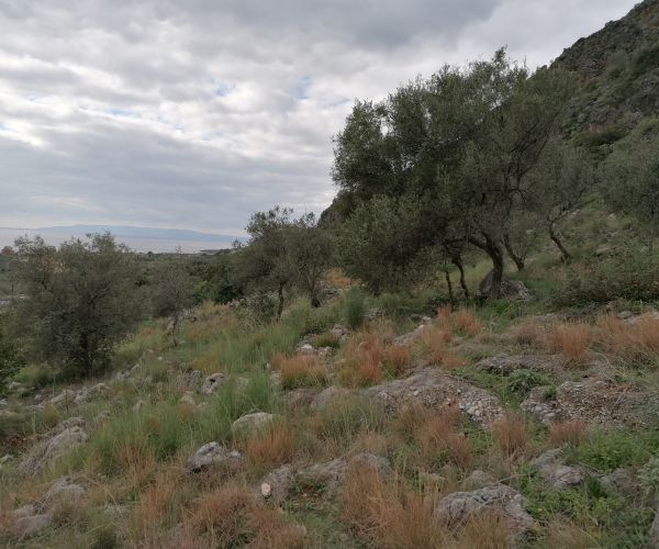 Image No.4-Terrain à vendre à Kardamyli