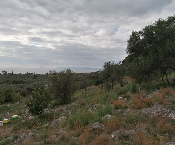 Image No.5-Terrain à vendre à Kardamyli