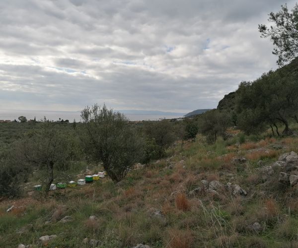 Image No.6-Terrain à vendre à Kardamyli