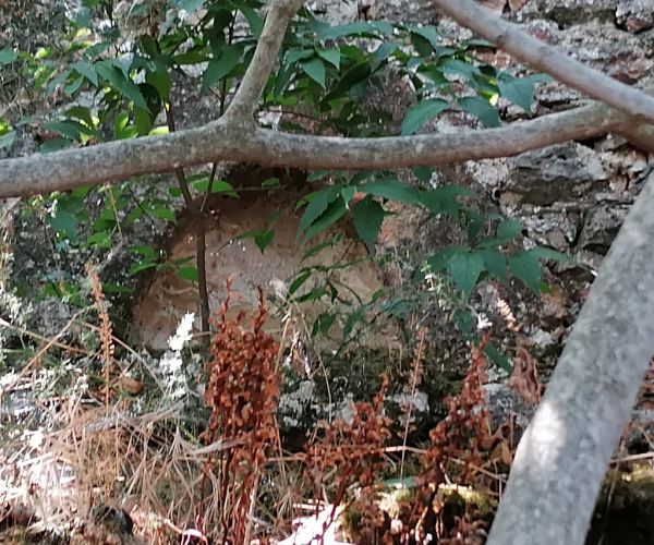 Image No.28-Maison de 3 chambres à vendre à Kardamyli