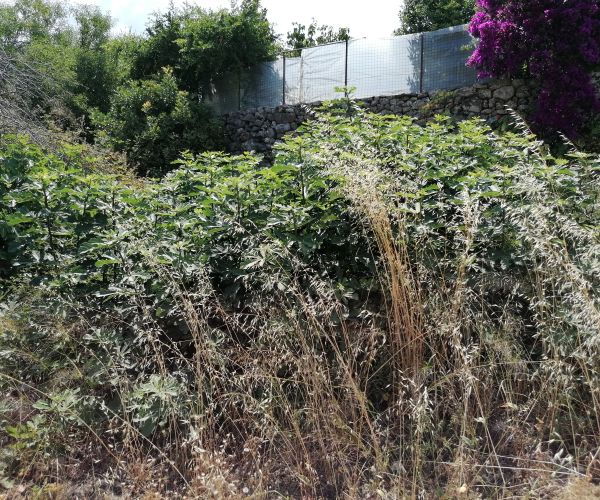 Image No.35-Maison de 3 chambres à vendre à Kardamyli