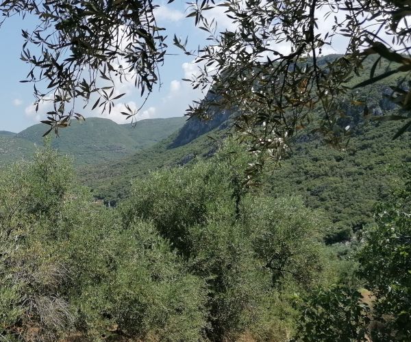 Image No.4-Maison de 3 chambres à vendre à Kardamyli