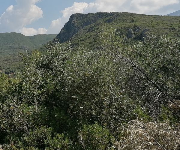 Image No.7-Maison de 3 chambres à vendre à Kardamyli