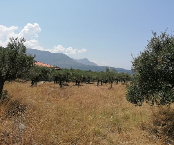 Image No.12-Terrain à vendre à Kardamyli