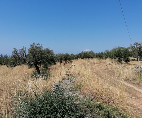 Image No.4-Terrain à vendre à Kardamyli