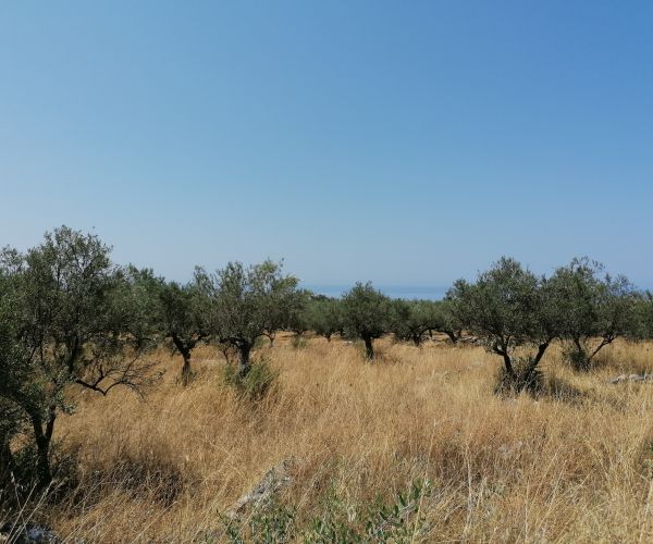 Image No.7-Terrain à vendre à Kardamyli