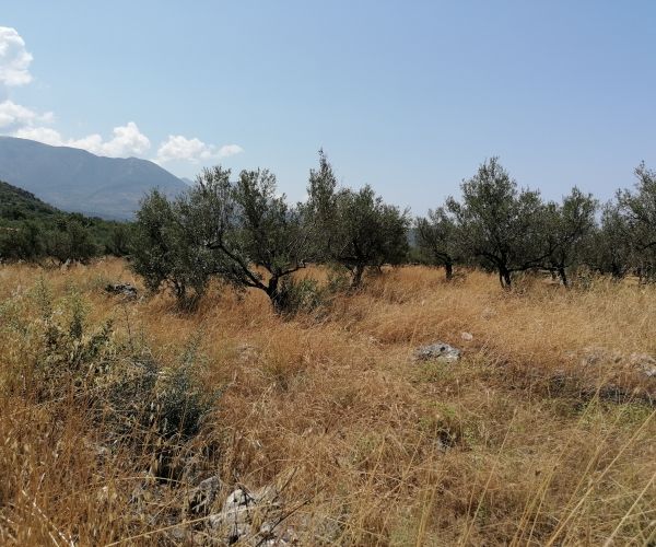 Image No.9-Terrain à vendre à Kardamyli