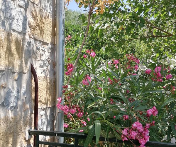 Image No.17-Maison de 2 chambres à vendre à Kardamyli