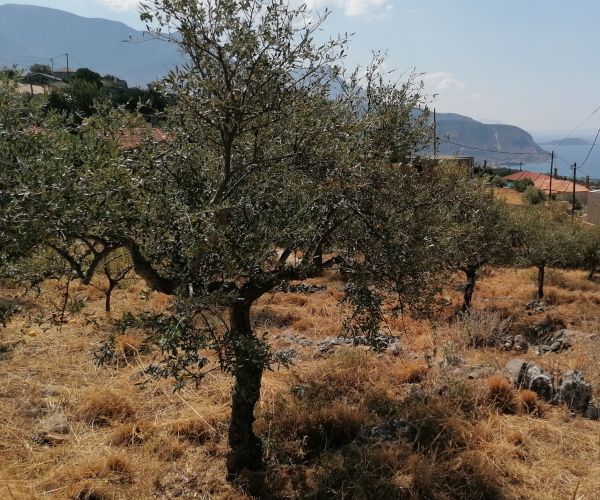 Image No.11-Terrain à vendre à Kardamyli