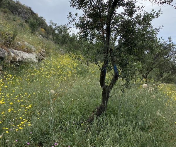 Image No.10-Terrain à vendre à Agios Nikolaos