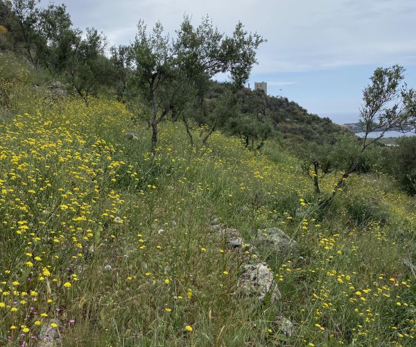 Image No.4-Terrain à vendre à Agios Nikolaos