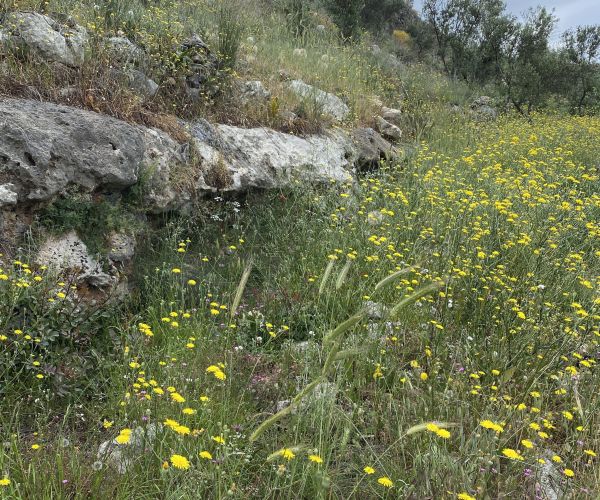 Image No.5-Terrain à vendre à Agios Nikolaos