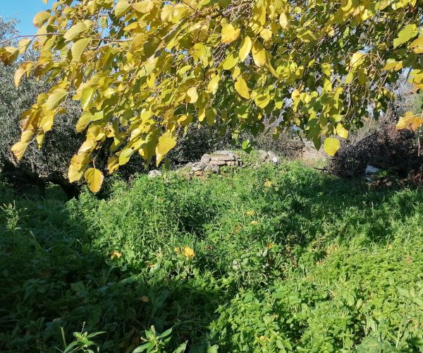 Image No.6-Maison de 3 chambres à vendre à Kardamyli