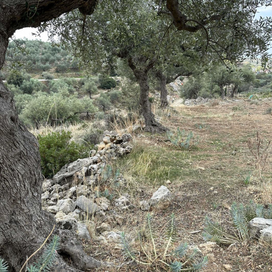 Image No.2-Terrain à vendre à Kardamyli