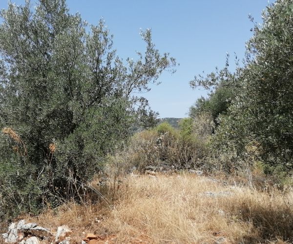 Image No.11-Plot for sale